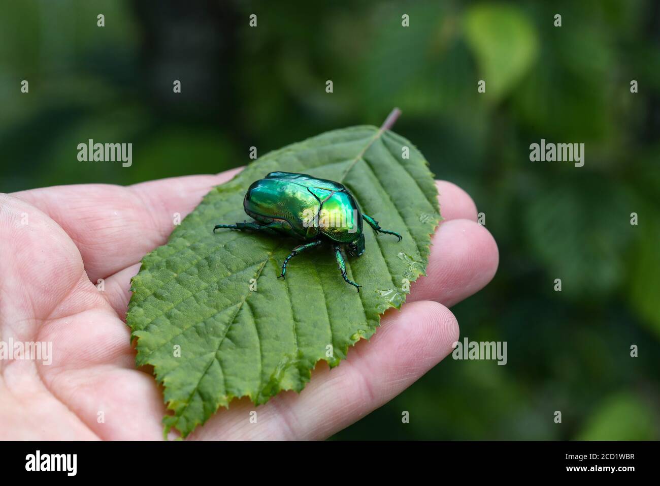 Makroaufnahme einer Hand, die Cetonia aurata hält Stockfoto