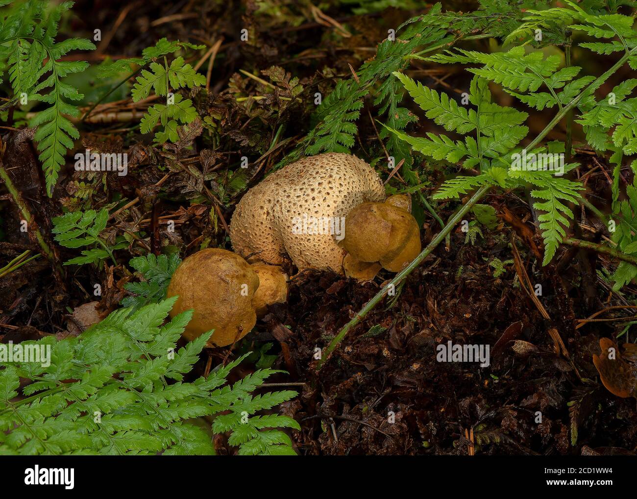 Puffball (Lycoperdon umbrinum), aus Waldboden, Puffball (Lycoperdon umbrinum) Stockfoto