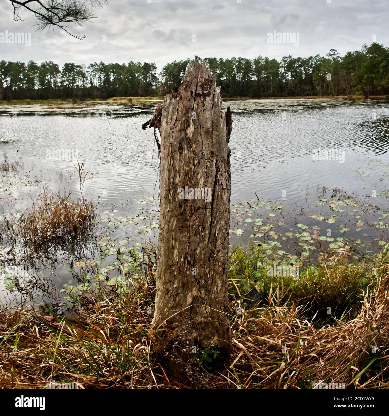 The Woodlands TX USA - 01-09-2020 - Dead Tree by See Stockfoto