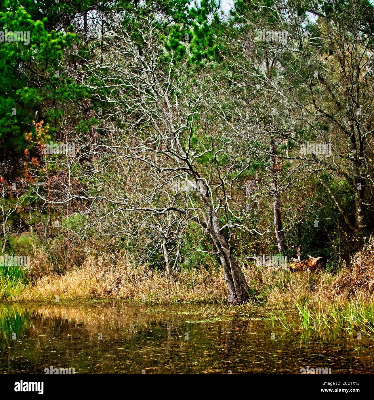 The Woodlands TX USA - 01-09-2020 - Dead Tree by Teich Stockfoto