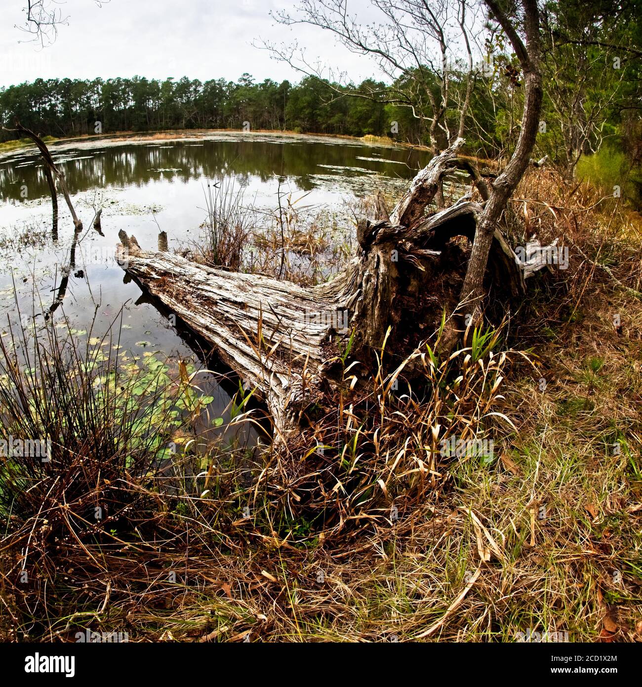 The Woodlands TX USA - 01-09-2020 - Dead Tree in See Stockfoto