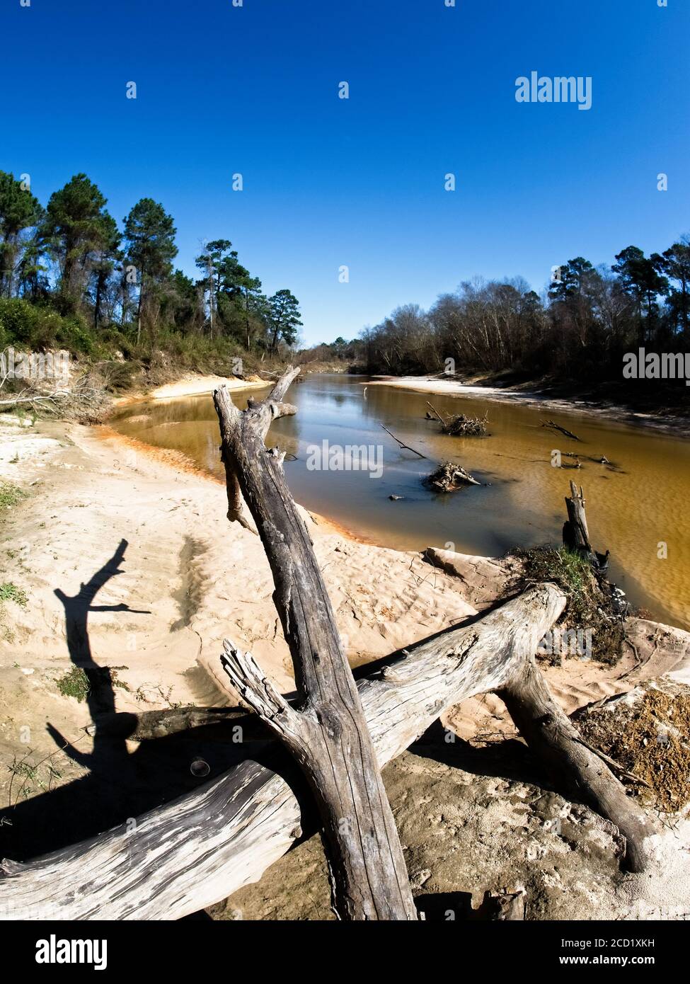 The Woodlands TX USA - 01-20-2020 - Tote Bäume in Ein Sandy River Bed entlang eines Baches 2 Stockfoto