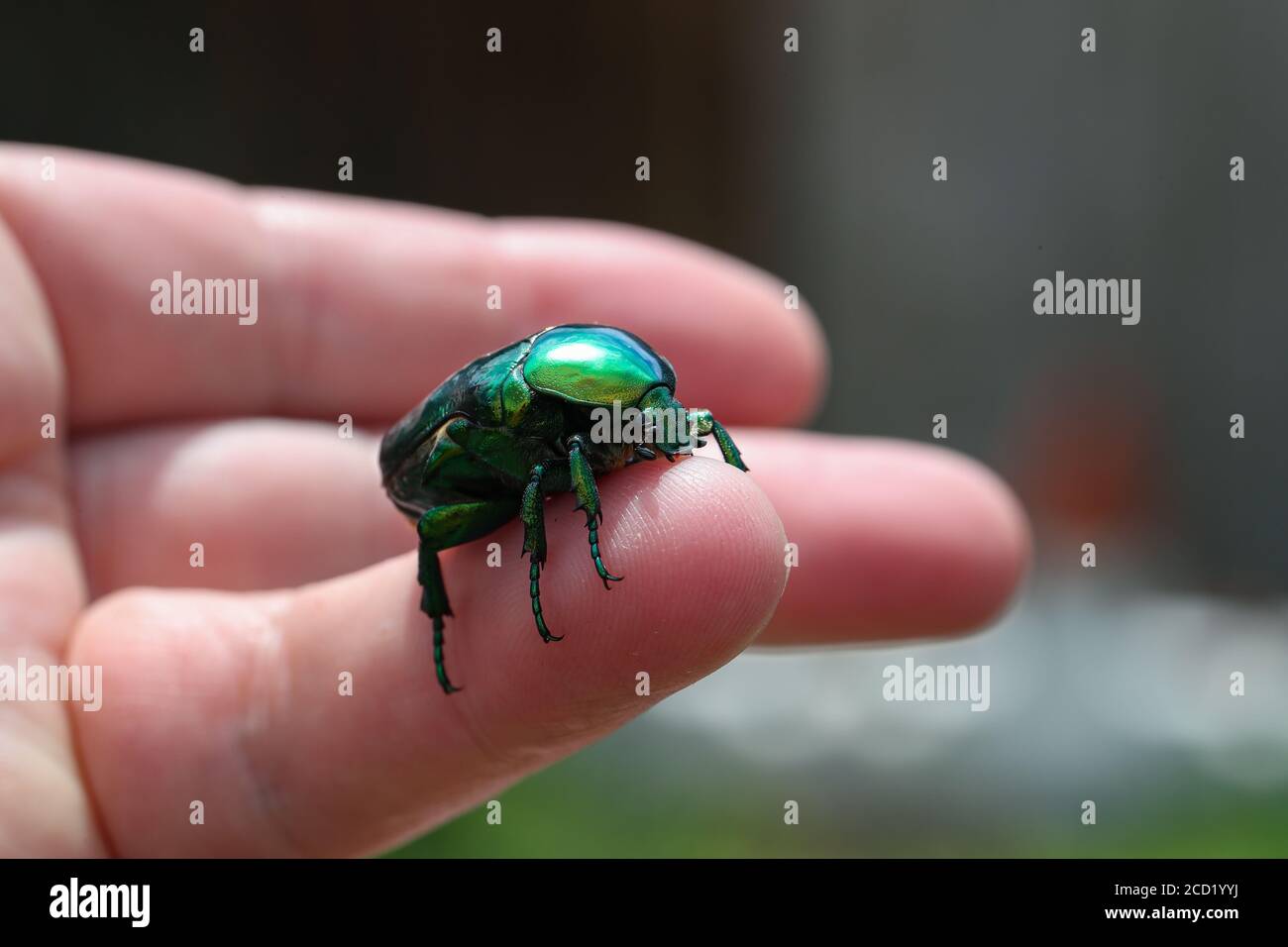 Nahaufnahme von Cetonia aurata auf der Hand Stockfoto