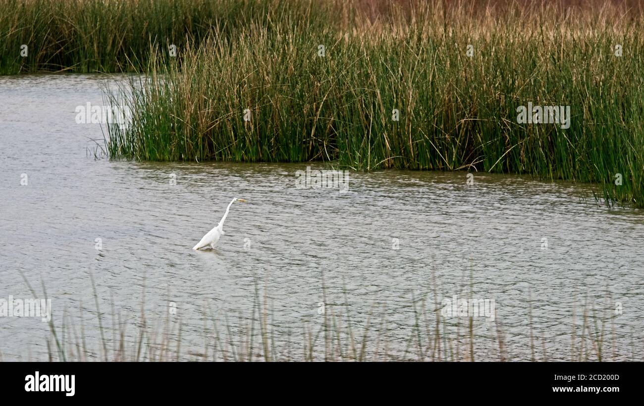 The Woodlands TX USA - 01-09-2020 - Reiher in Pond Stockfoto