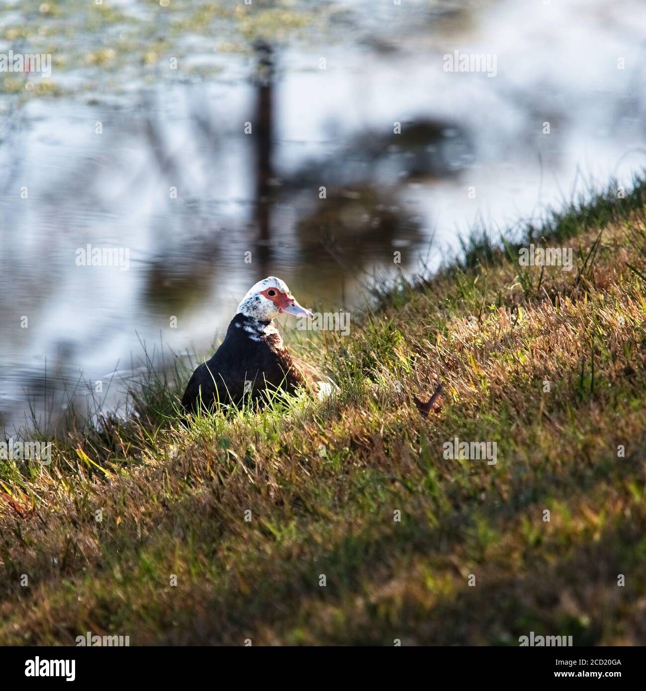 The Woodlands TX USA - 02-07-2020 - Weibliche Ente sitzend Am Teich Stockfoto