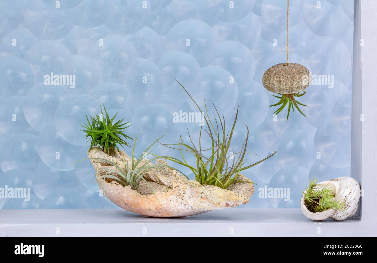 Tillandsia (Luftwerke) In Schale und Seeigel Schale als Behälter Dekoration ein Fenster mit Luftblasenmuster Glas dahinter Stockfoto