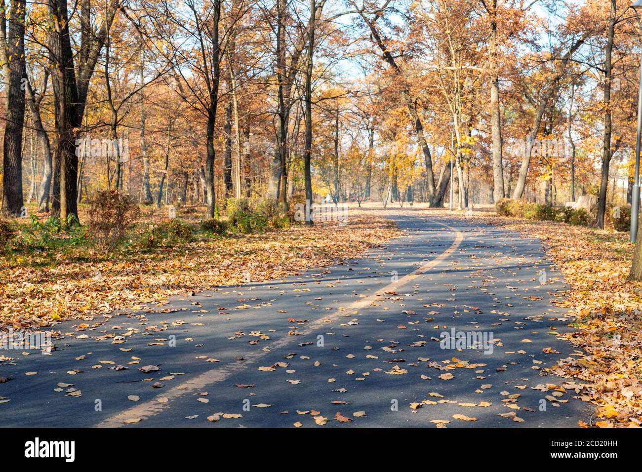 Bemaltes Fahrrad und Fußgänger Symbol mit Pfeil auf Asphaltstraße in der Stadt Straße oder Park am Herbsttag. Ausgewiesene Gehweg und Radweg markiert Stockfoto