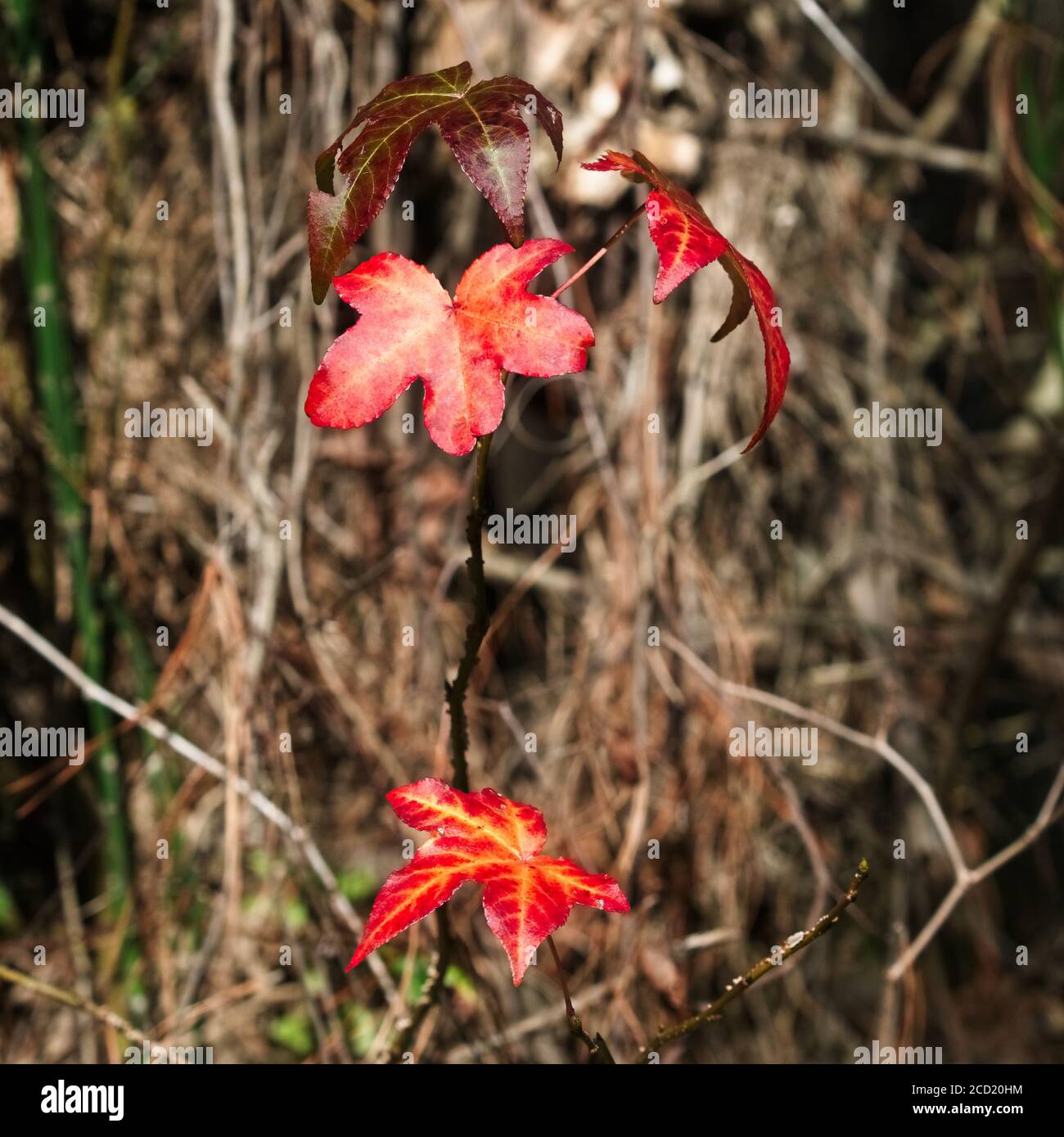 The Woodlands TX USA - 01-20-2020 - Four Fall Red Blätter im Wald Stockfoto
