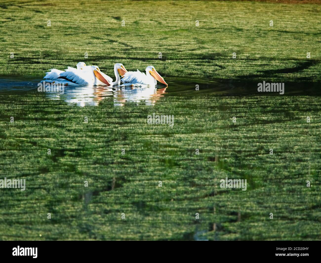 The Woodlands TX USA - 02-07-2020 - Great White Pelicans In Green Pond Stockfoto