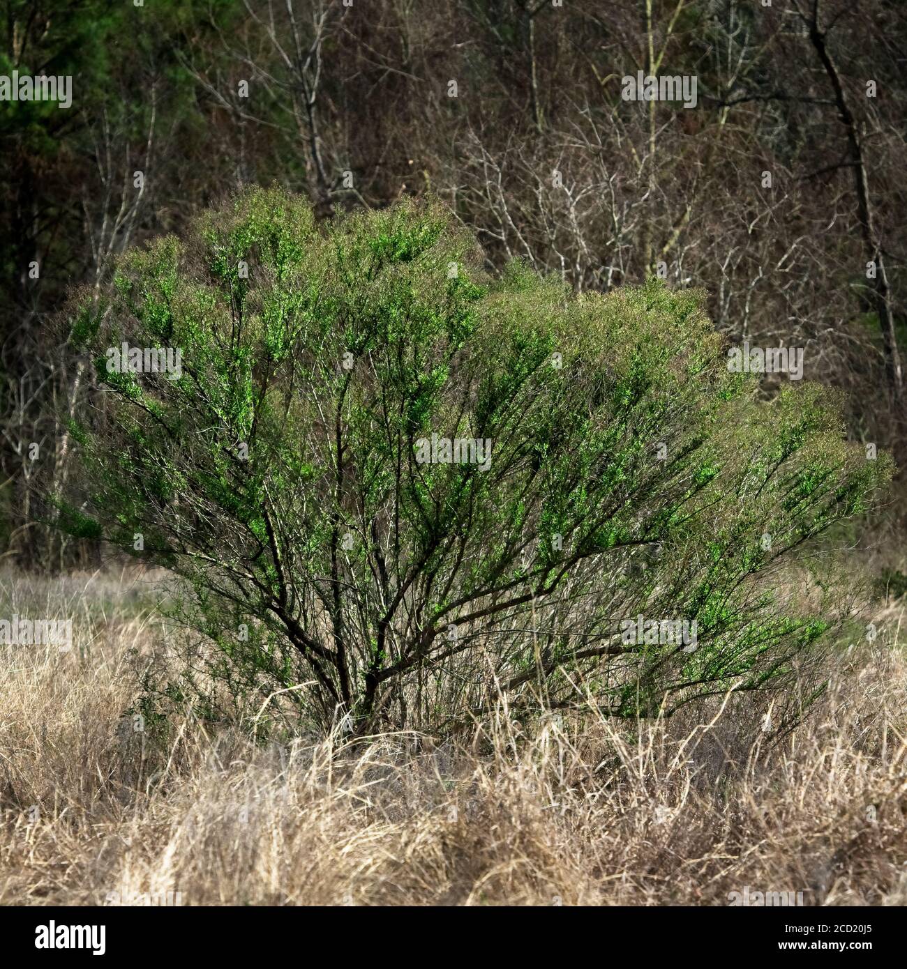 The Woodlands TX USA - 02-07-2020 - Green Bush in Ein Feld aus trockenem Gras Stockfoto
