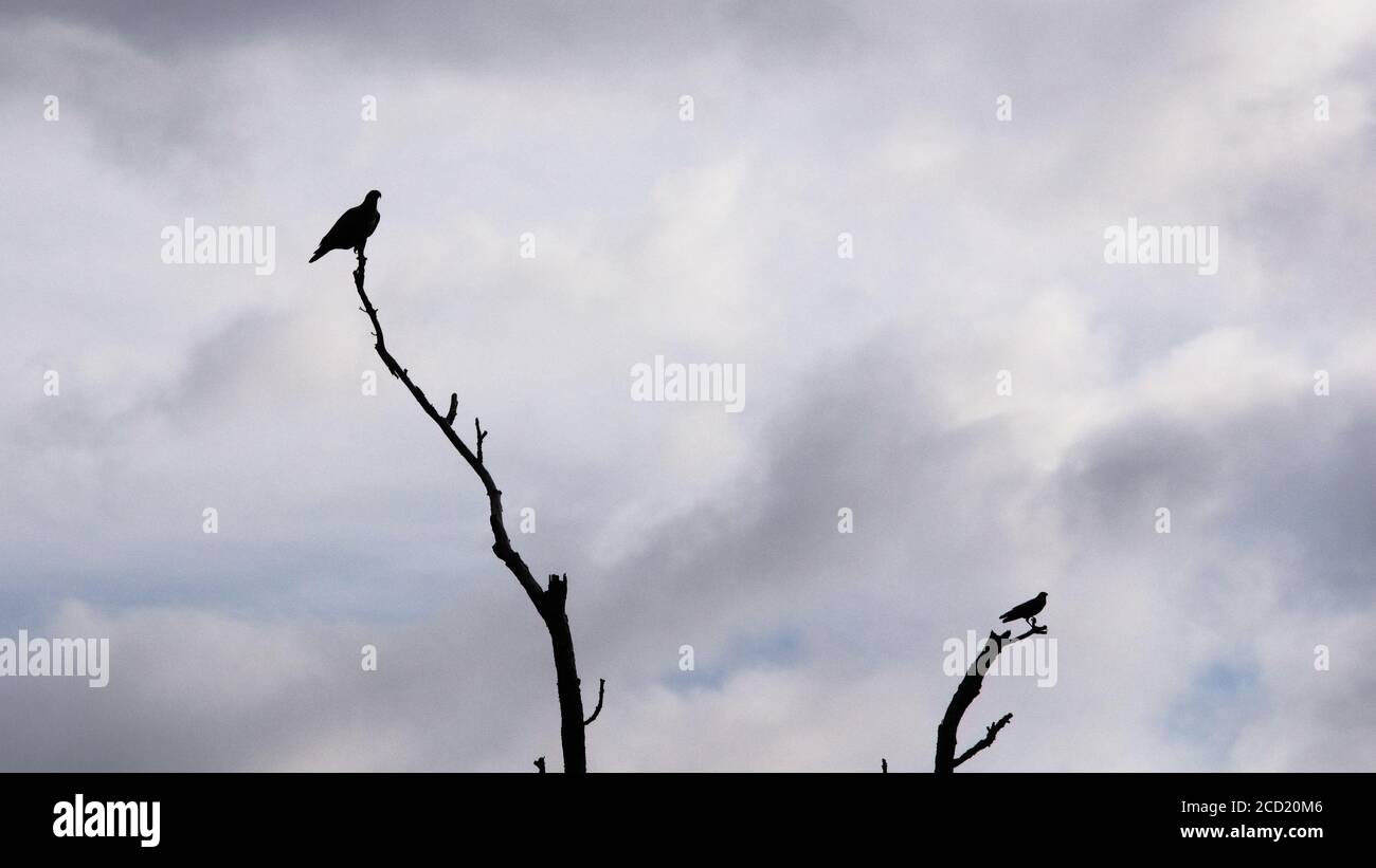 The Woodlands TX USA - 01-09-2020 - Hawk & Crow Auf der Oberseite der toten Bäume Stockfoto