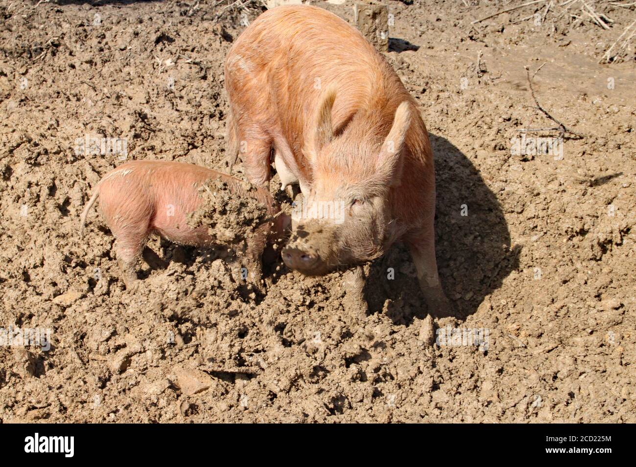 Schweine halten sich in braunem, klebrigen Schlamm auf Stockfoto