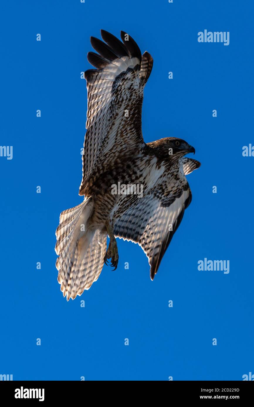 Rotschwanzfalke im Flug Falken fliegen. Kalifornien, Tulelake, Tule Lake National Wildlife Refuge, Winter Stockfoto
