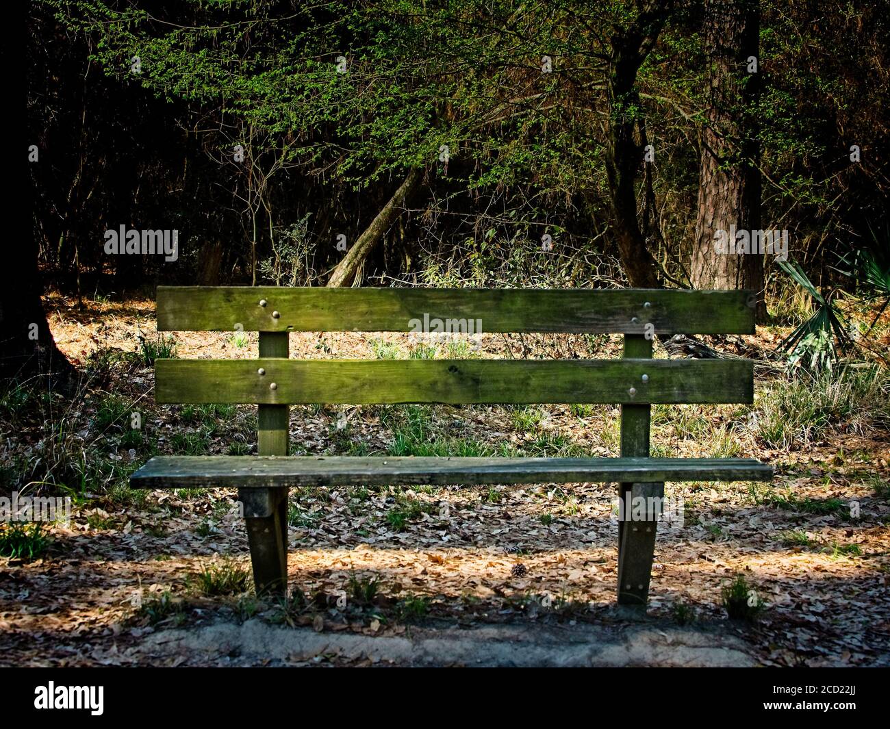 The Woodlands TX USA - 02-28-2020 - Alte Holzbank In Woods 2 Stockfoto