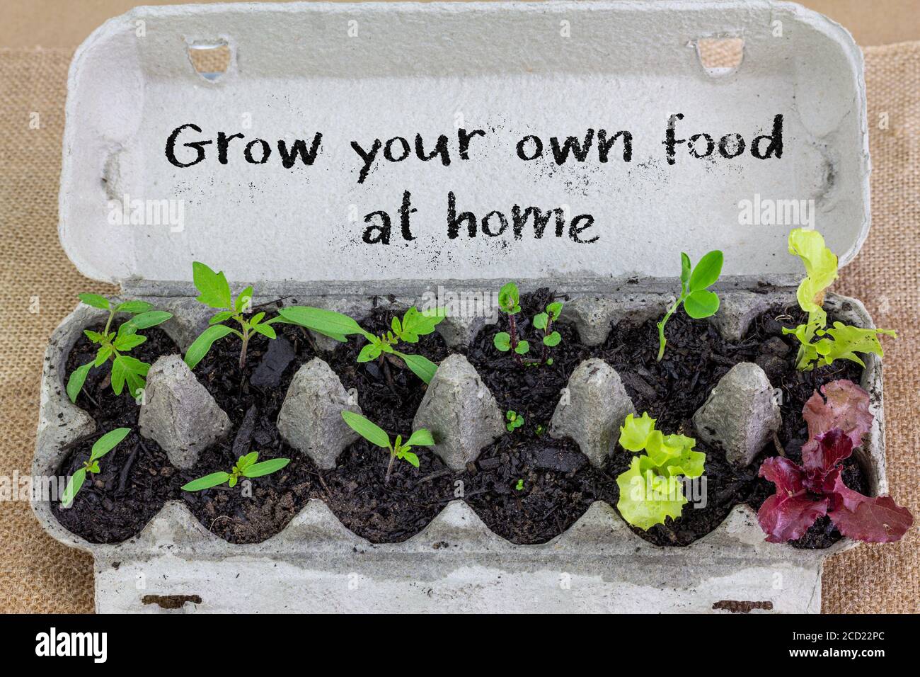 Setzlinge wachsen in wiederverwendeter Eierbox mit handgeschriebenen Zeichen, wachsen Sie Ihre eigene Nahrung zu Hause, recyceln und wiederverwenden, um Geld zu sparen und Ihre eigene Nahrung anzubauen Stockfoto