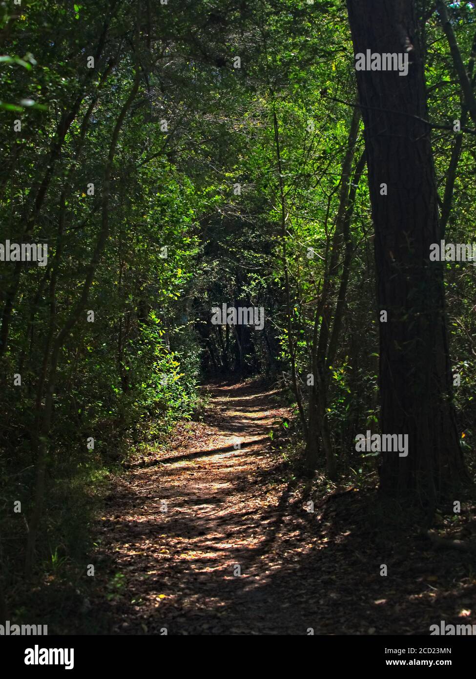 The Woodlands TX USA - 02-28-2020 - Trail in Woods Mit grünen Bäumen Stockfoto