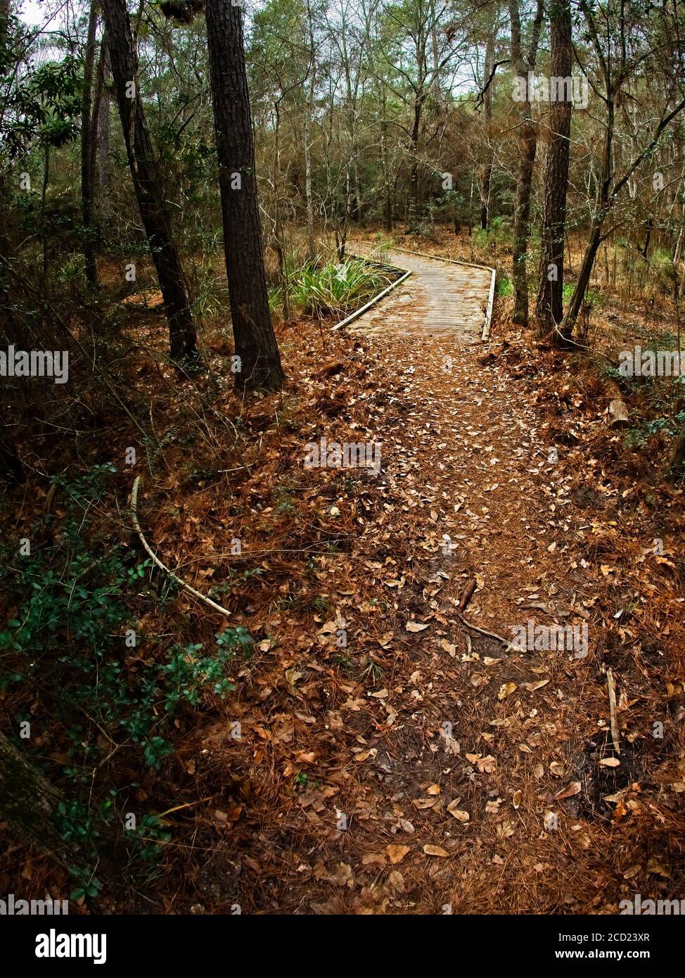 The Woodlands TX USA - 01-09-2020 - Trail to Wooden Bridge in Woods Stockfoto