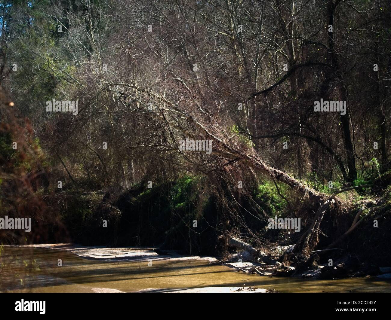 The Woodlands TX USA - 01-20-2020 - Tree over Creek Stockfoto