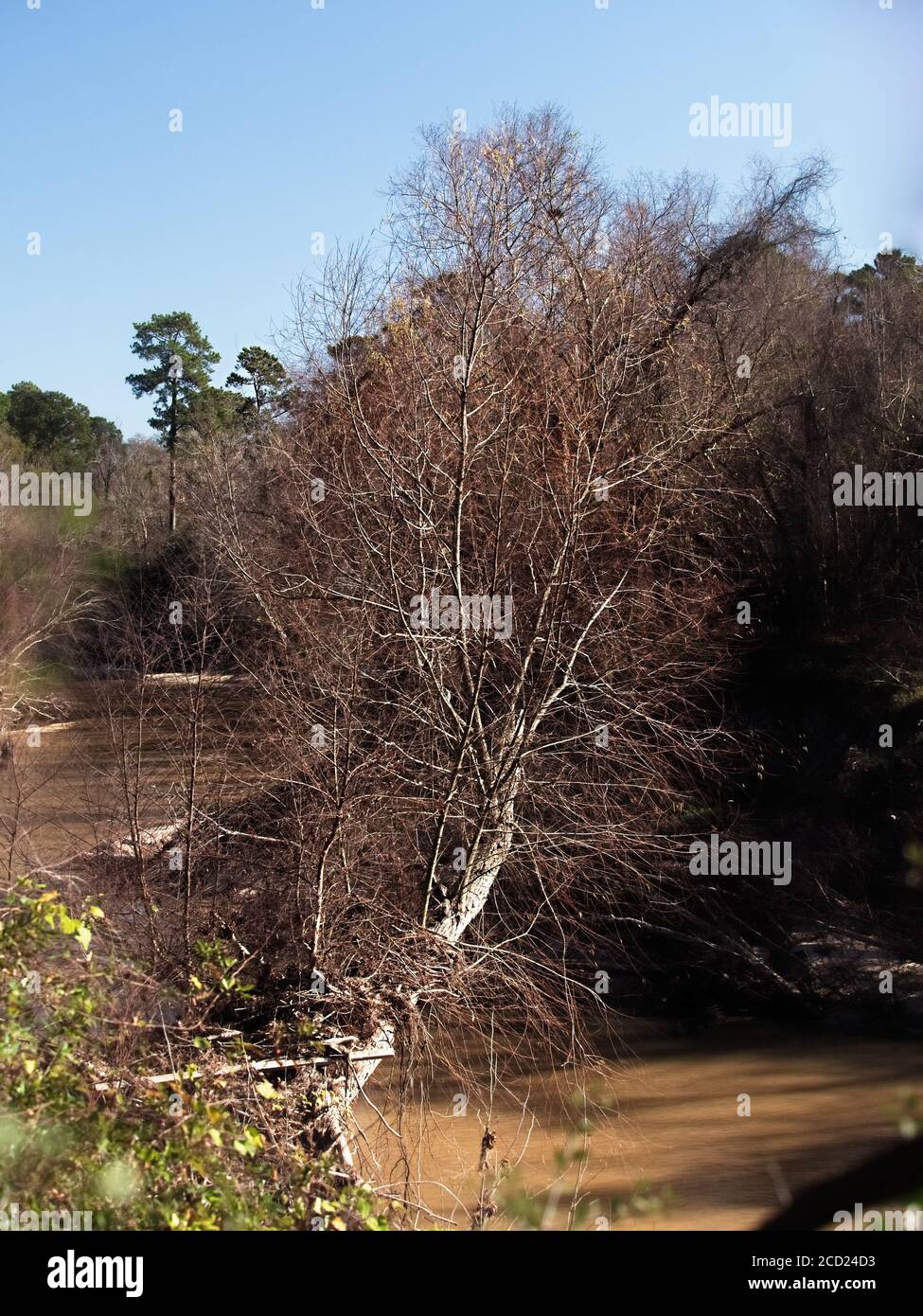 The Woodlands TX USA - 01-20-2020 - Tree over River Im Winter Stockfoto