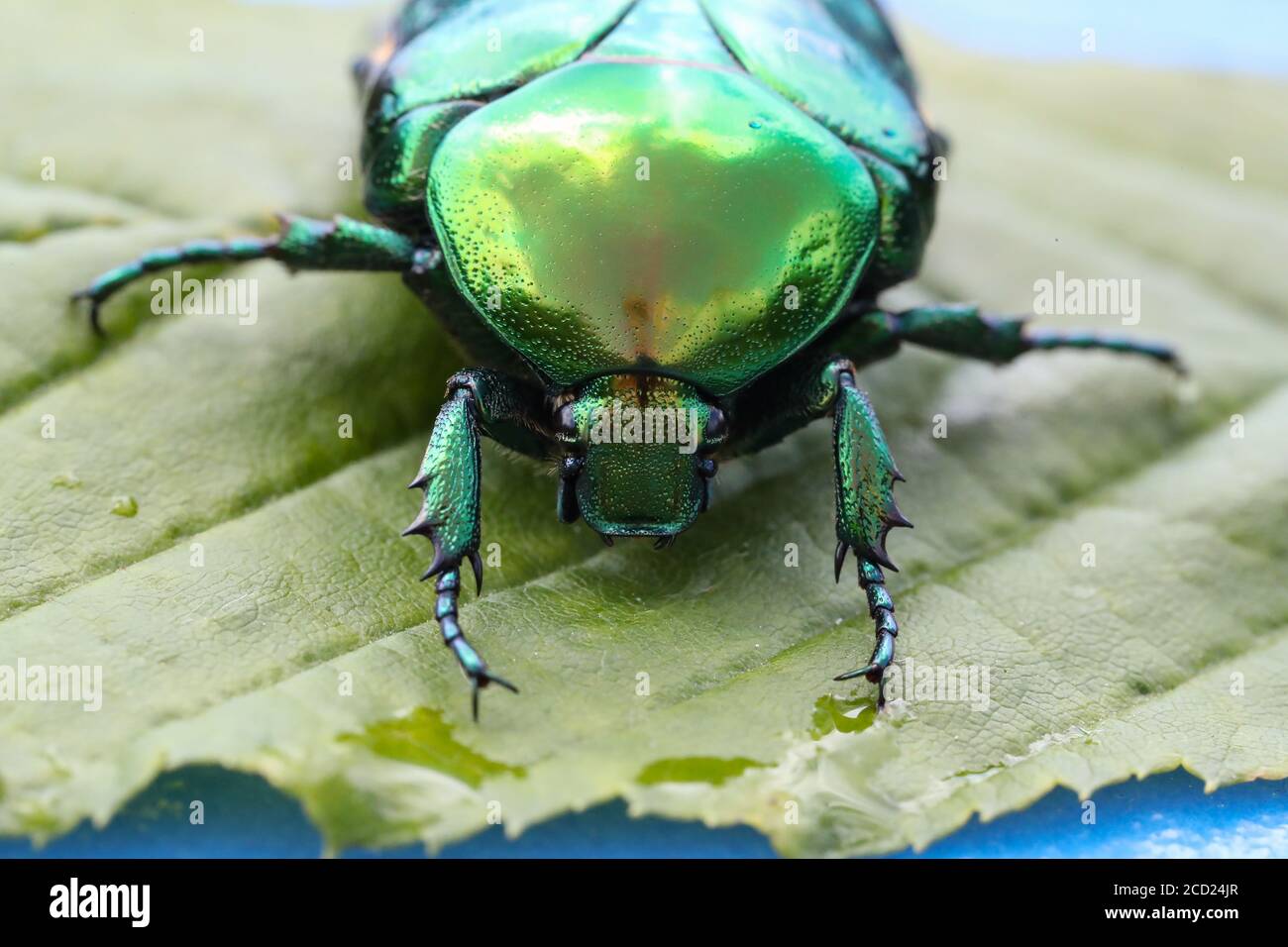 Makroaufnahme von Cetonia aurata auf einem grünen Blatt Stockfoto