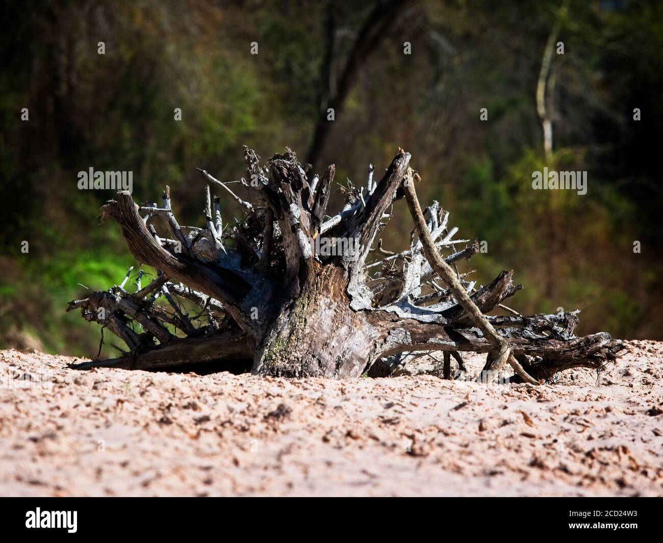 The Woodlands TX USA - 01-20-2020 - Baumwurzeln in Ein Sandy River Bed Stockfoto