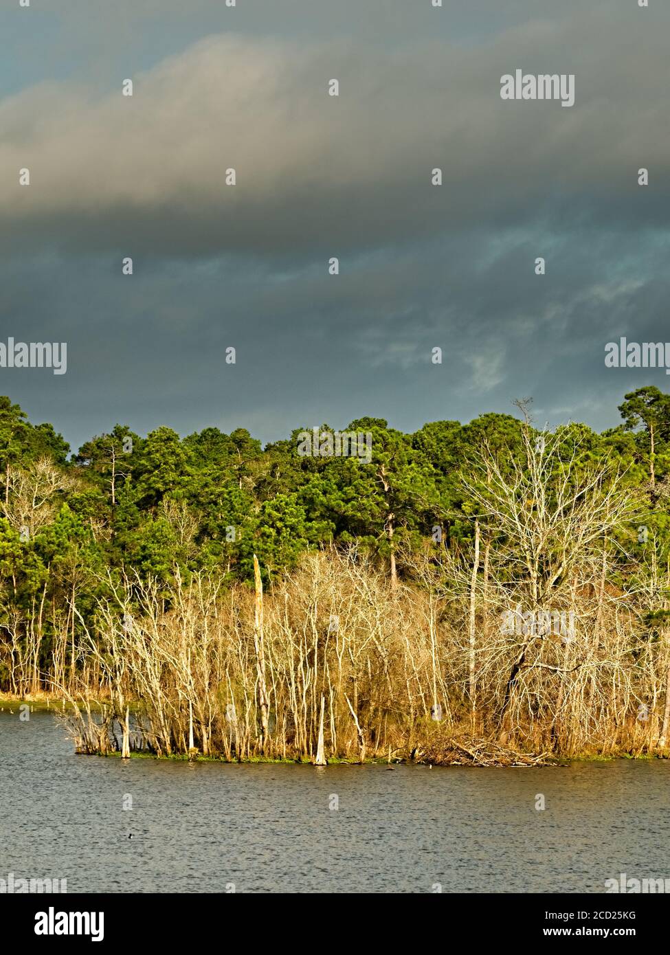 The Woodlands TX USA - 01-20-2020 - Winter Woods by See Stockfoto