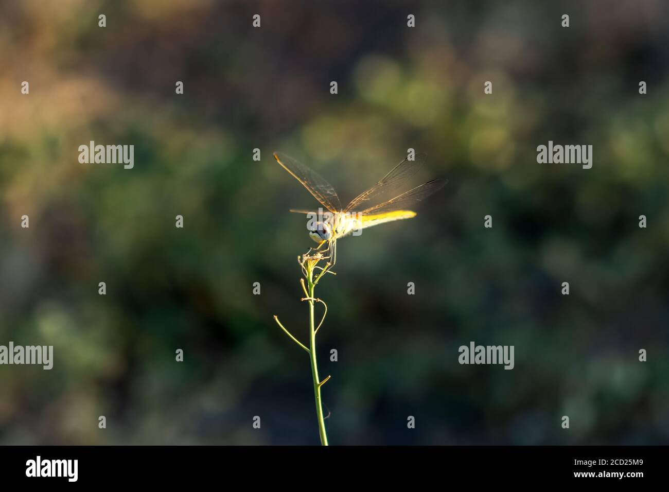 Libelle auf einem verschwommenen Herbsthintergrund. Bunte Makrofotografie eines Insekts im weichen Fokus bei natürlichem Licht. Eine Libelle sitzt auf einem Ast und schaut Stockfoto