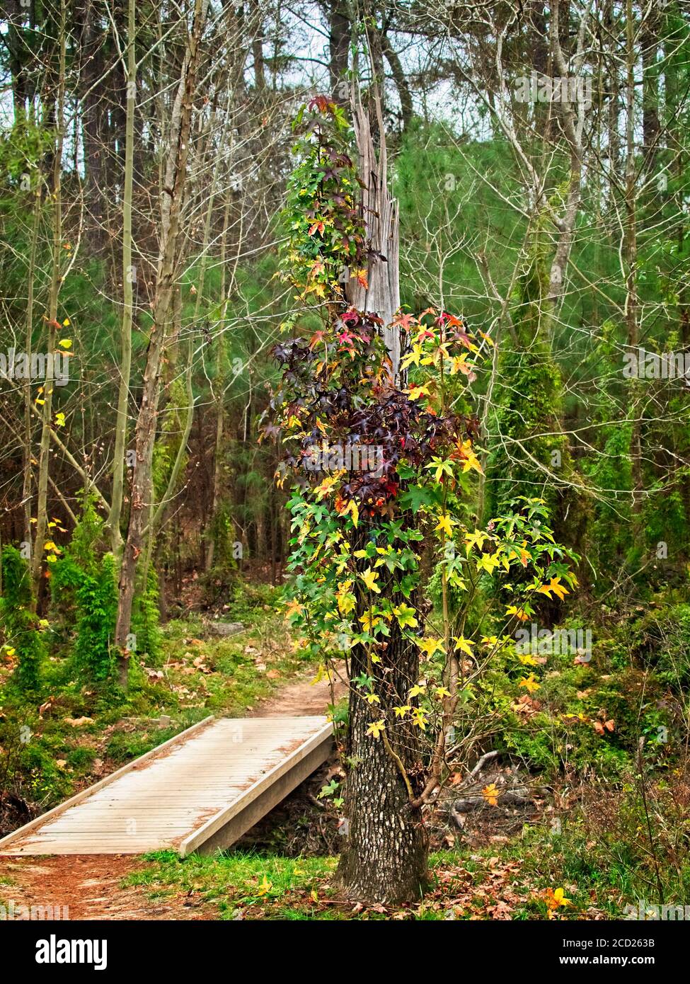 The Woodlands TX USA - 01-09-2020 - Holzbrücke in Von Tree in Woods Stockfoto