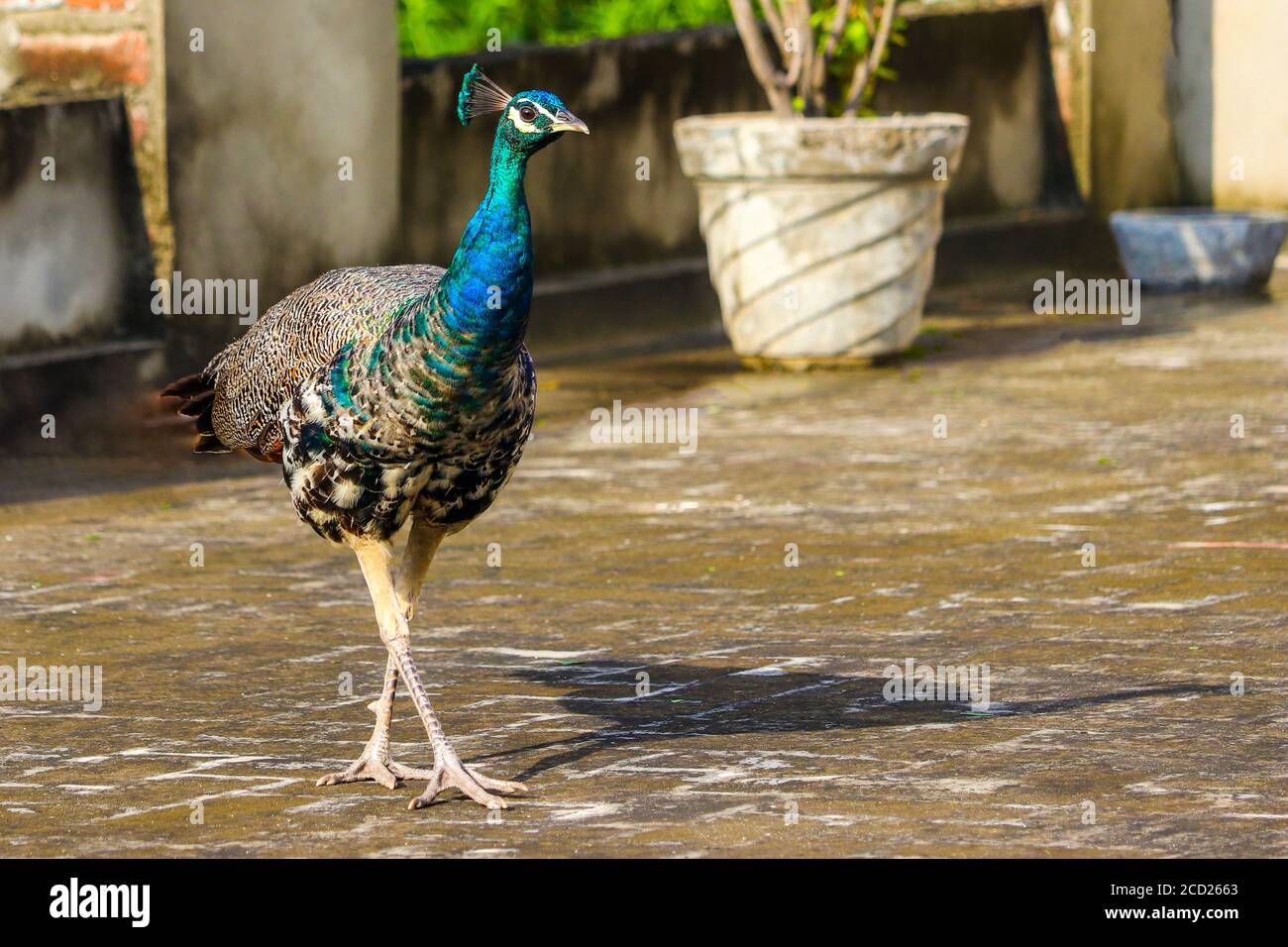 Ein schöner junger Pfau in meinem Terrassengarten, in Punjab, Indien. Pfauen und Pfauen sind sehr häufig zu sehen. Männliche Pfauen werden als Pfau bezeichnet Stockfoto