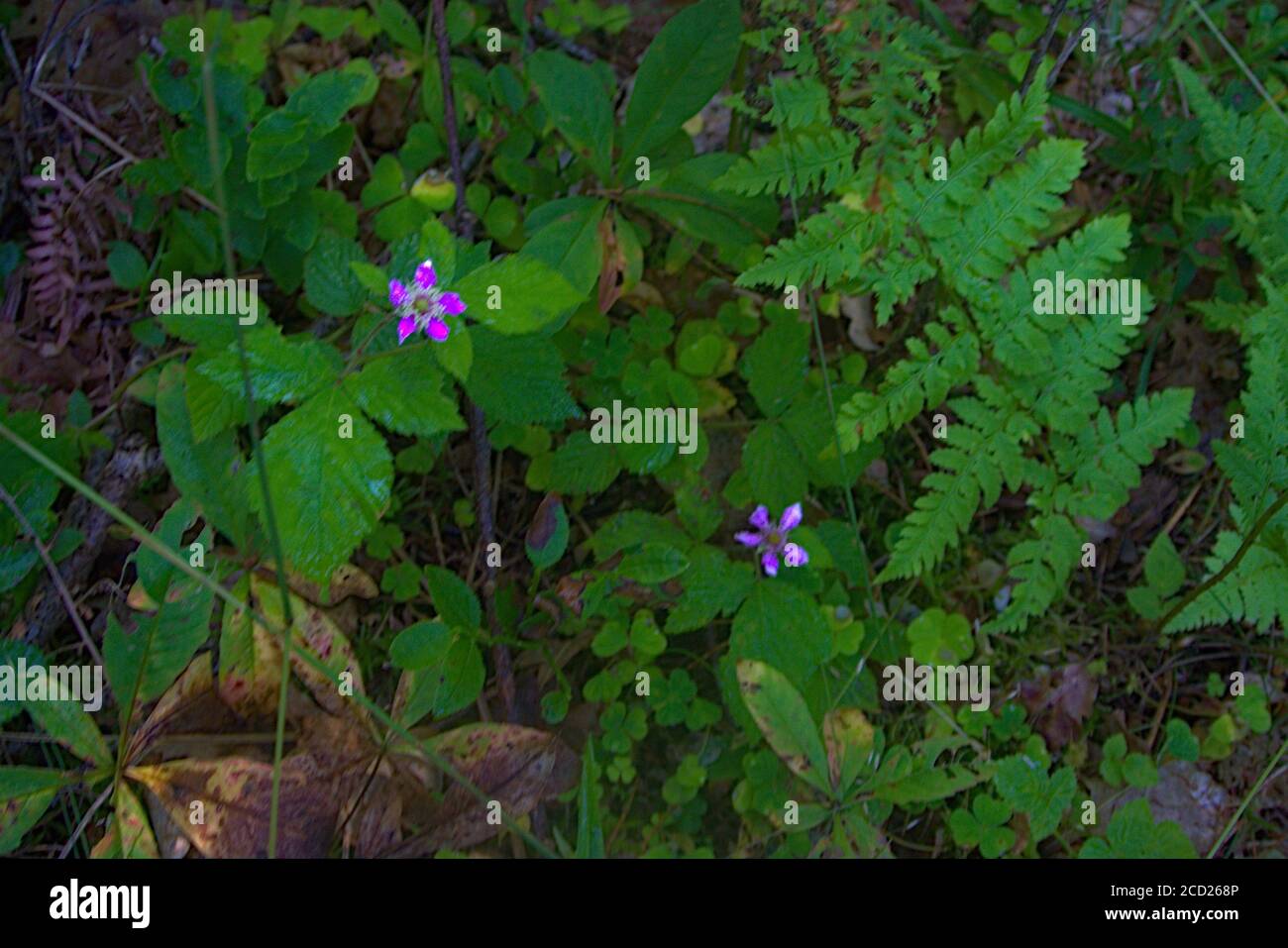 Grüne Waldfarne mit kleinen violetten Blüten Stockfoto