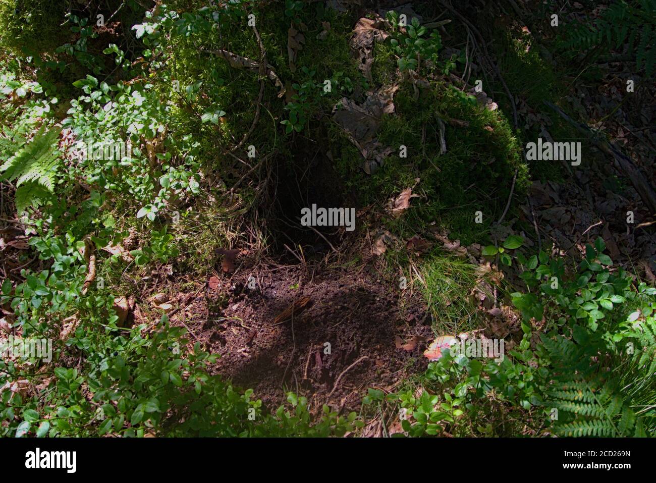 Ein natürliches Tier gräbt sich bei einem Baum in einem Wald Stockfoto