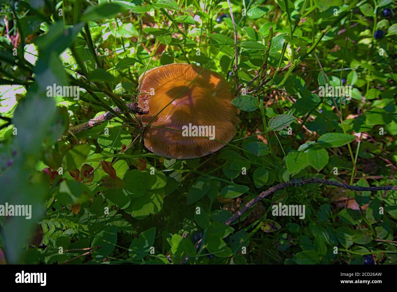 Ein giftiger, braun bedeckter Pilz, der natürlich in einem Polen wächst Wald Stockfoto