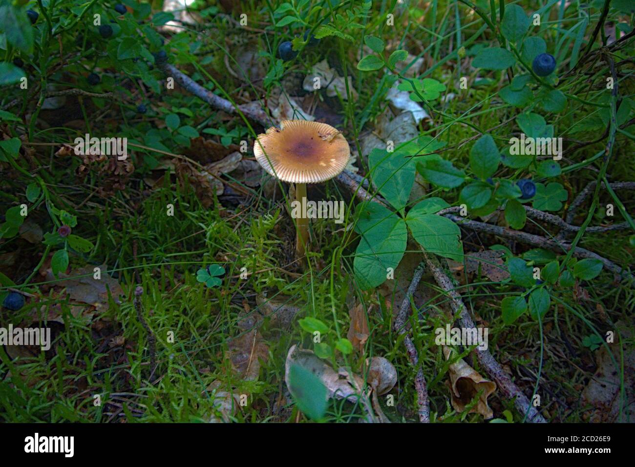 Ein giftiger, braun bedeckter Pilz, der natürlich in einem Polen wächst Wald Stockfoto