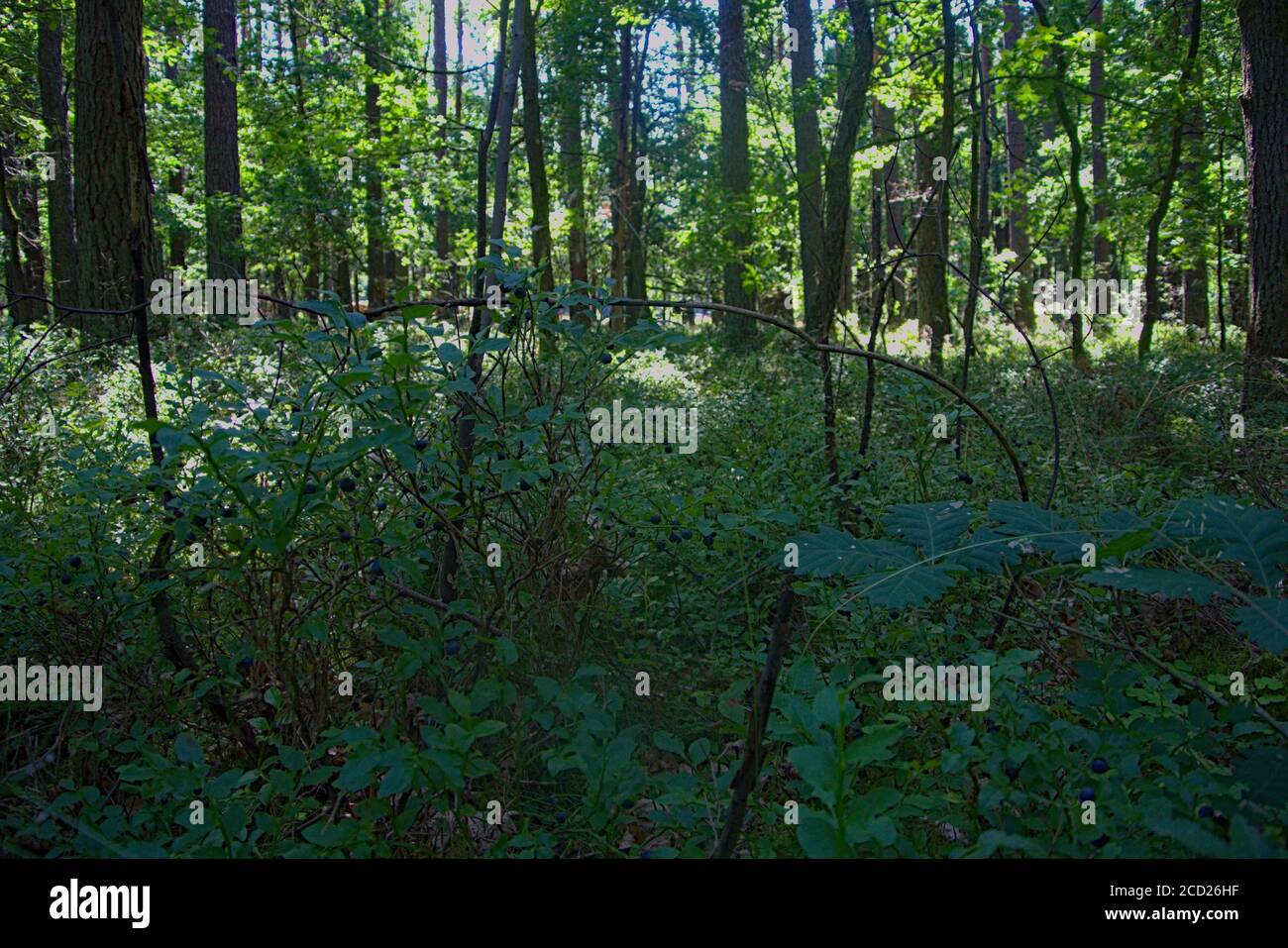 Natürliche Heidelbeersträucher mit einem Kiefernwald im Hintergrund Stockfoto