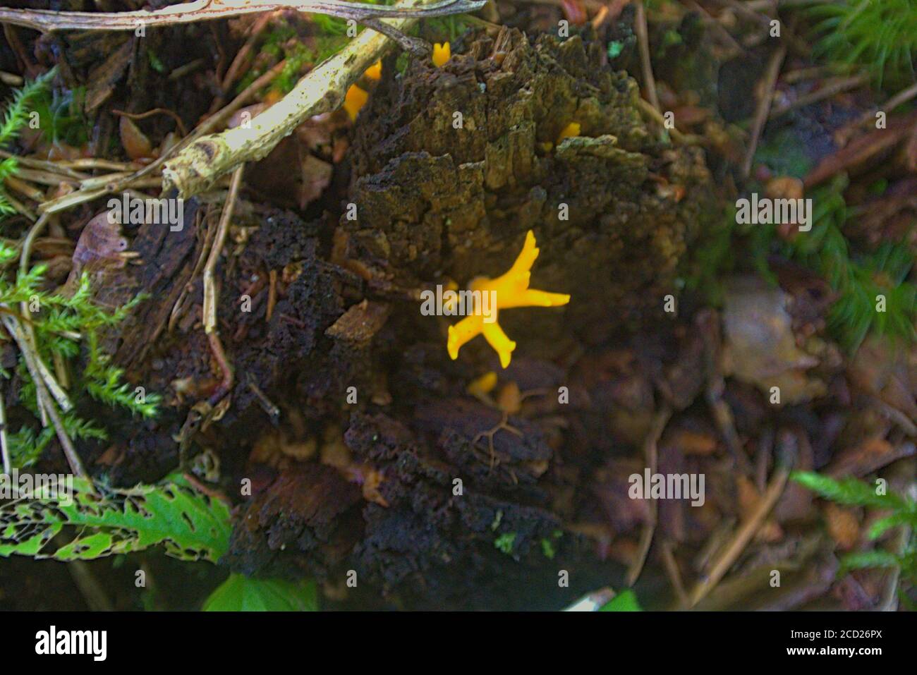 Ein atemberaubender, giftiger gelber Pilz, der natürlich auf Baumrinde wächst In einem polnischen Wald Stockfoto