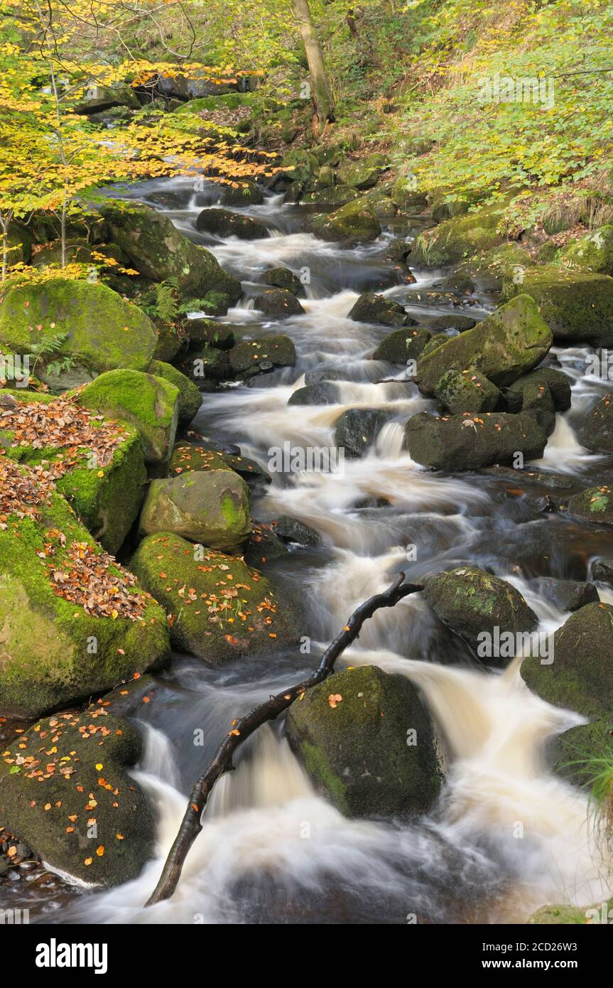 Burbage Brook fließt durch Herbstwälder in Padley Gorge, Peak District National Park, Derbyshire, England, Großbritannien Stockfoto