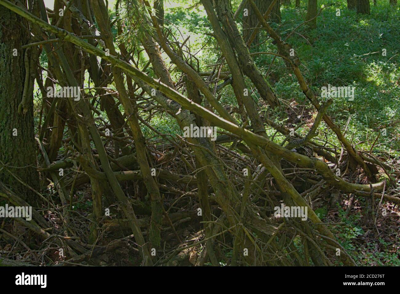 Ein Waldhintergrund mit einer dünnen Wand aus Zweigen Stockfoto