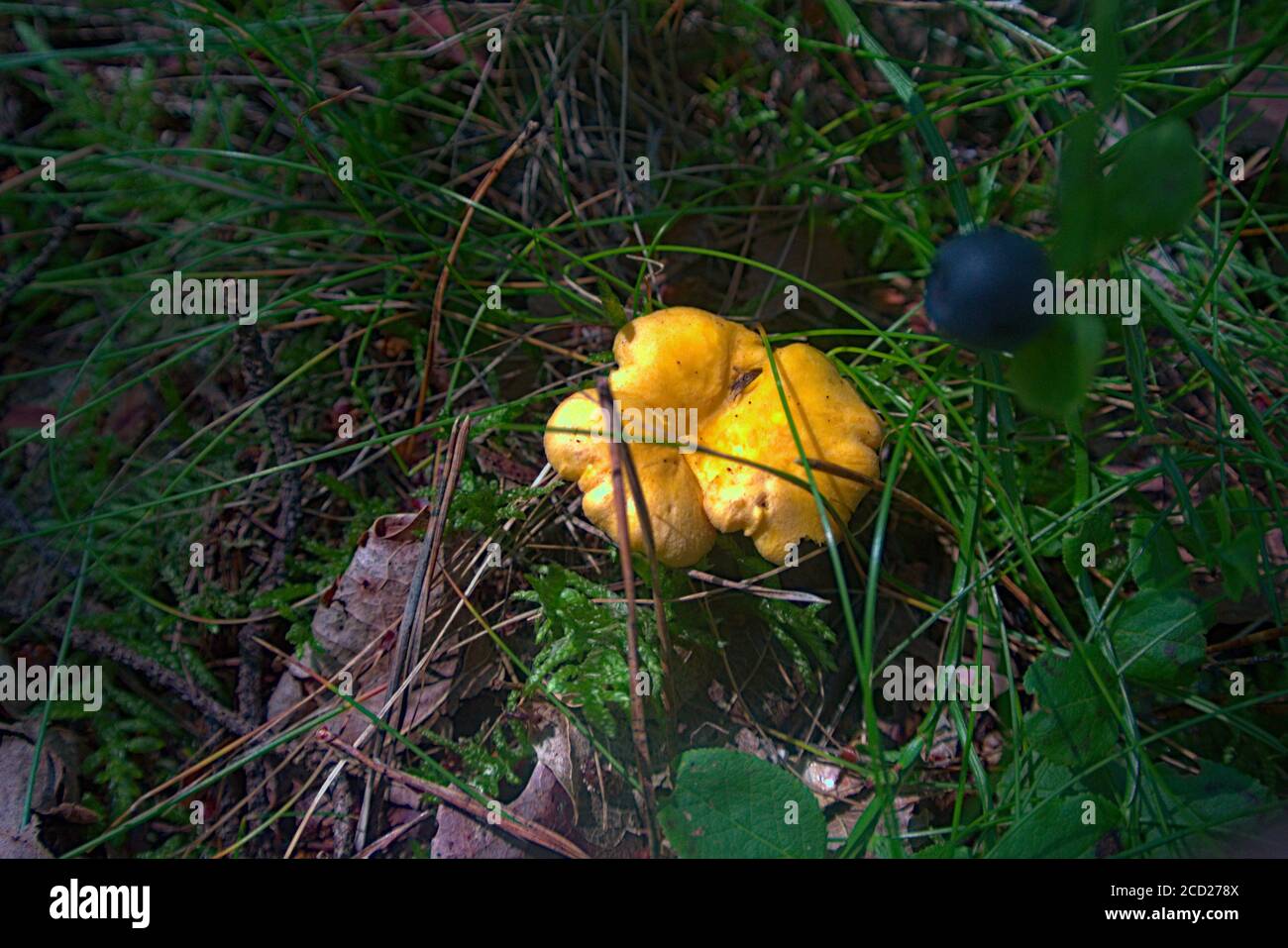 Ein essbarer Pfifferling gelben Pilz wächst auf einem Waldboden Stockfoto