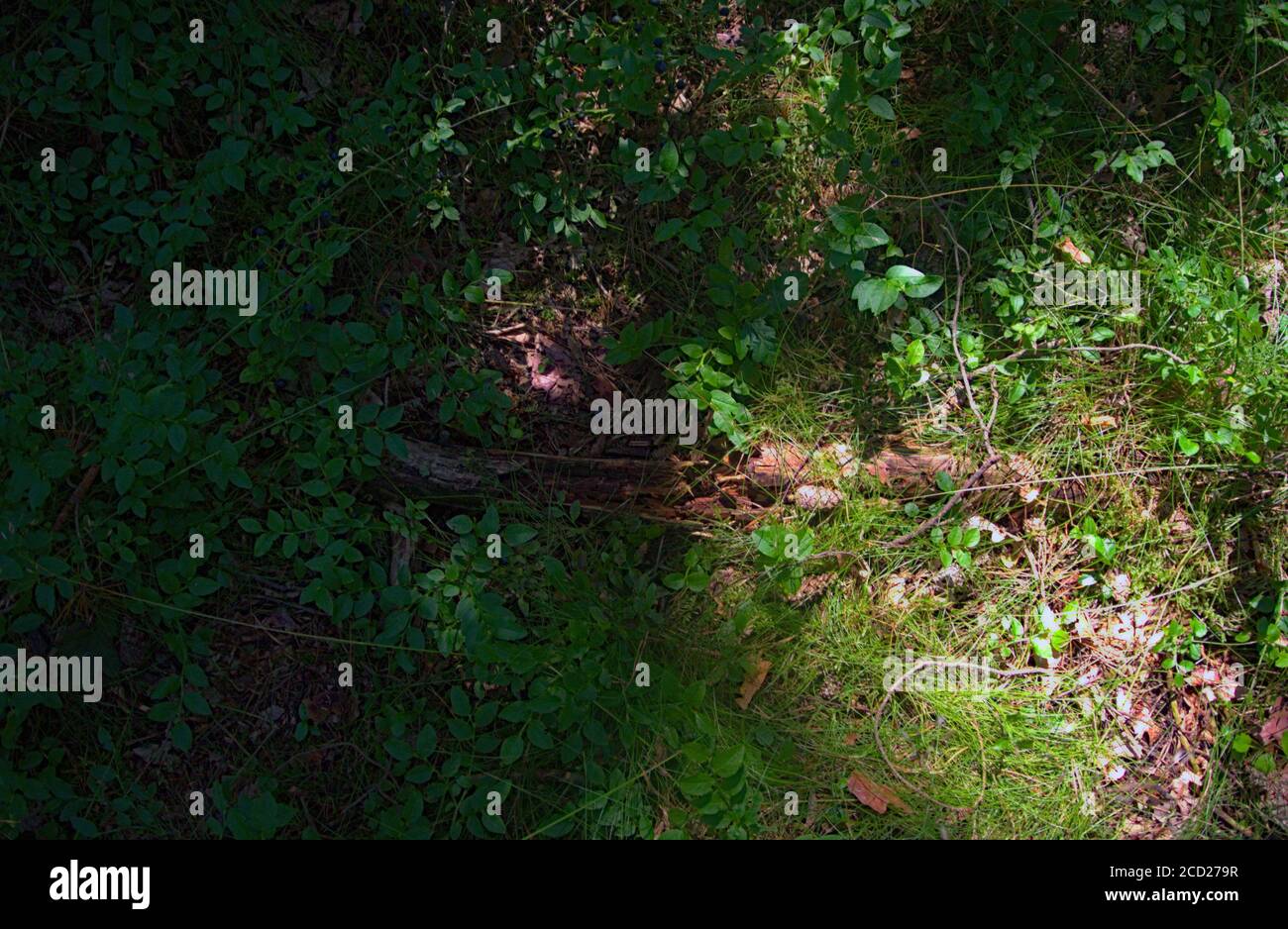 Detaillierte Nahaufnahme des Waldbodens Stockfoto