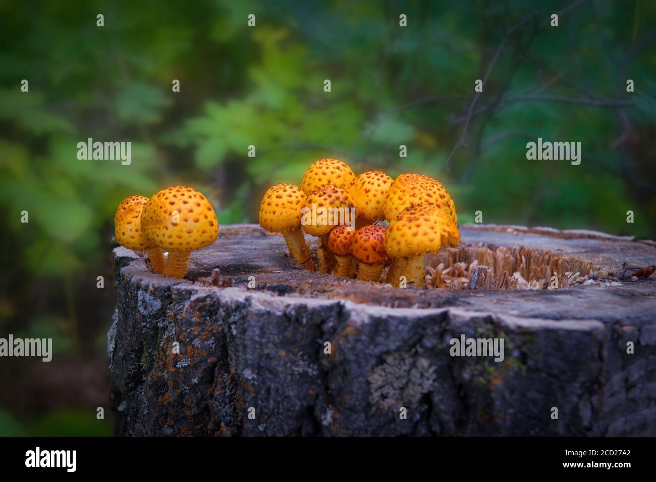 Pholiota squarrosa, allgemein bekannt als die shaggy scalycap, der Zottige Pholiota Pholiota, oder die Schuppige, ist eine Pflanzenart aus der Gattung der Pilz in der Strophariaceae Stockfoto
