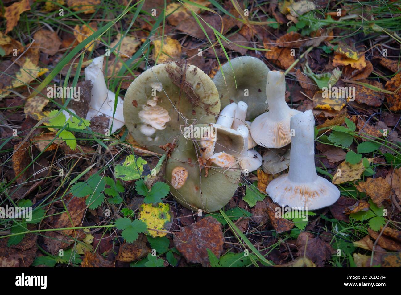 Essbare Russula Pilzmütze Russula Aeruginea mit einer grünen, abfallenden Kappe wächst im Wald. Stockfoto