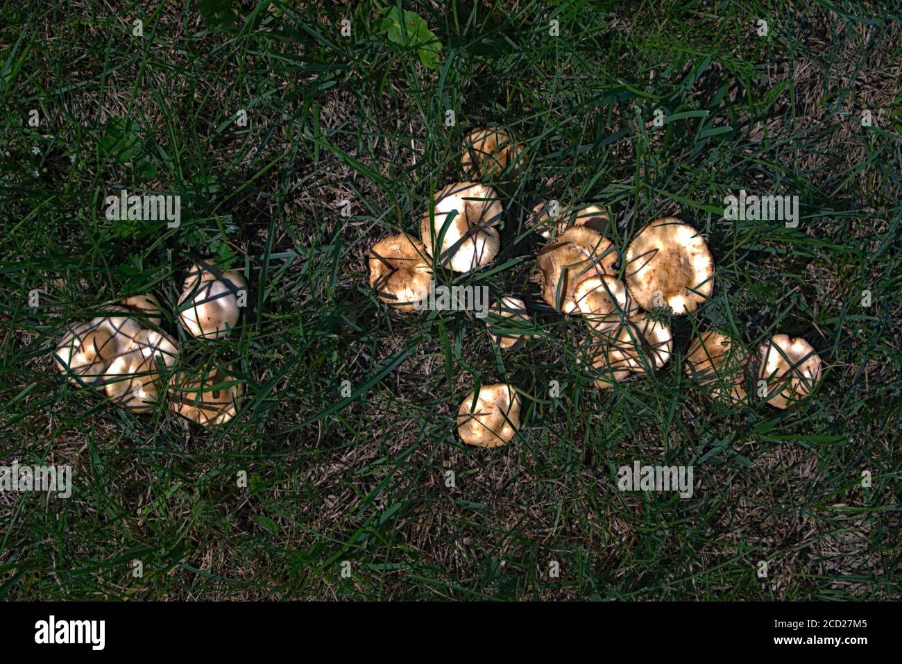 Eine ganze Gruppe giftiger Pilze rudert im ländlichen Grasland Stockfoto