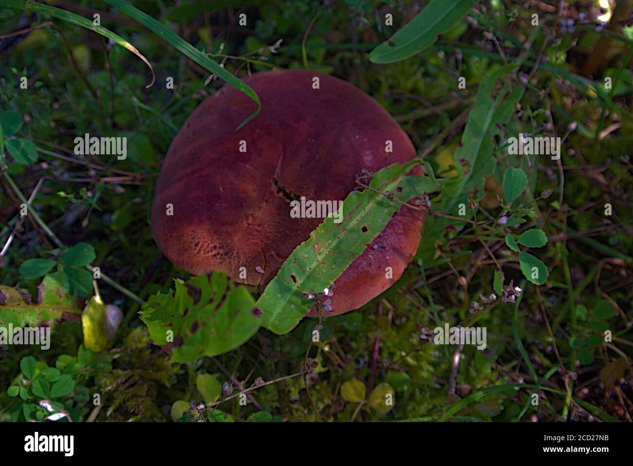 Eine Nahaufnahme eines essbaren dunkelrot bedeckten Pilzes Stockfoto
