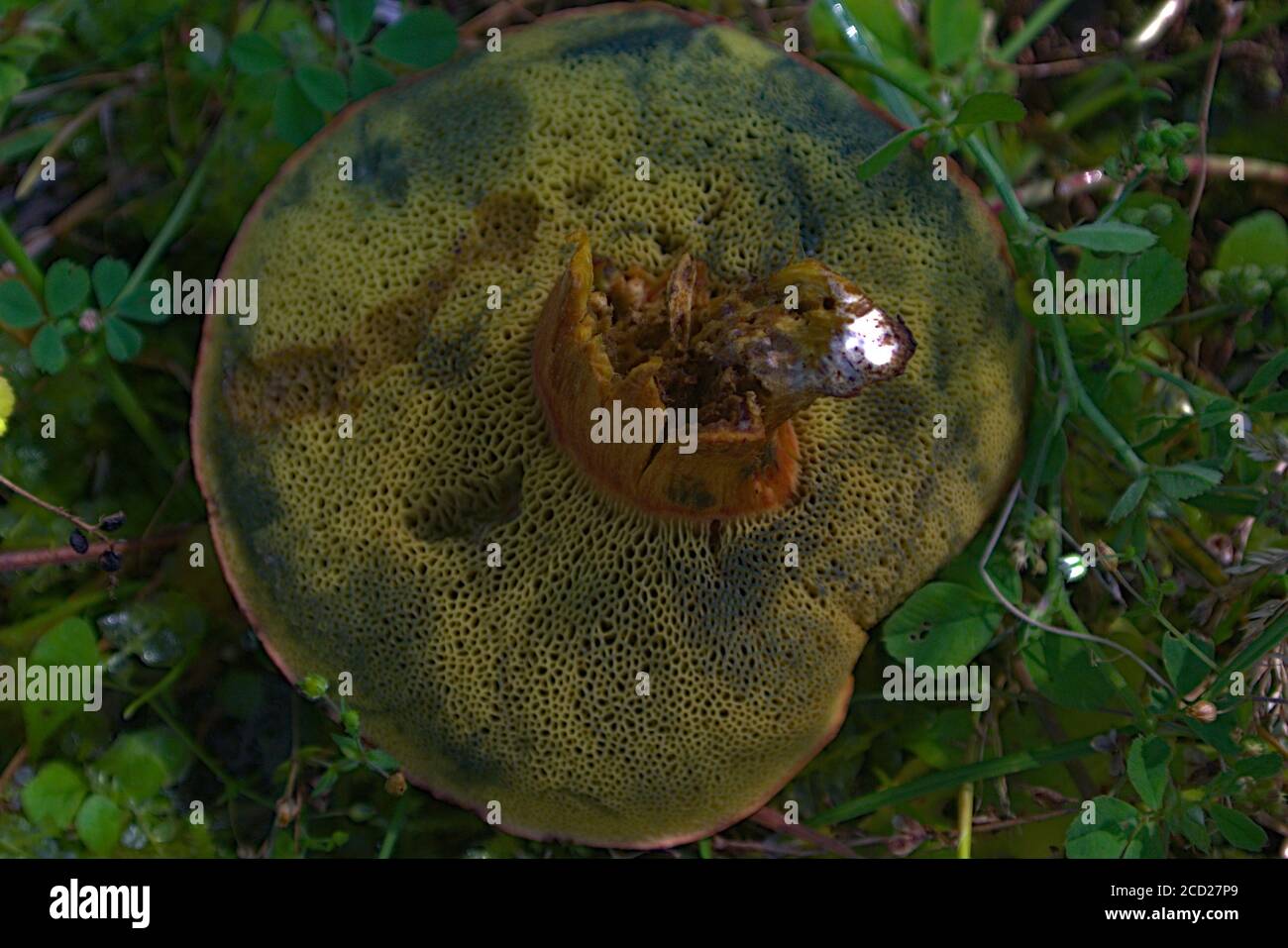 Eine Nahaufnahme eines essbaren Pilzes, der von gegessen wurde Fehler Stockfoto