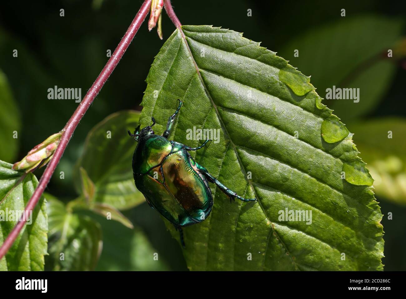 Makrofoto von Cetonia aurata auf einem grünen Blatt Stockfoto