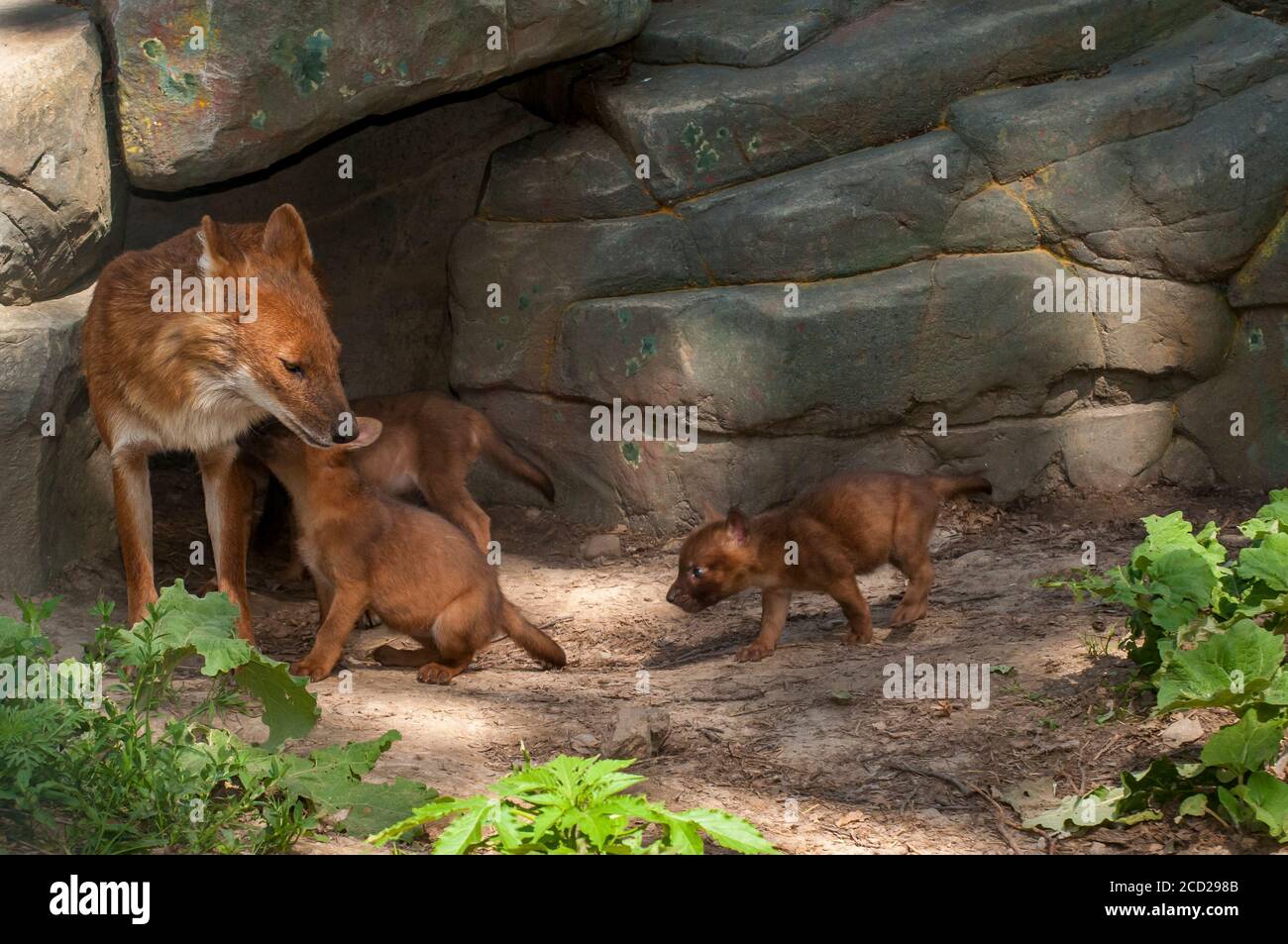 Apple Valley, Minnesota. Dhole, Asian Wild Dog, Cuon alpinus ist eine vom Aussterben bedrohte Art. Seine Welpen sind sieben Wochen alt. Stockfoto