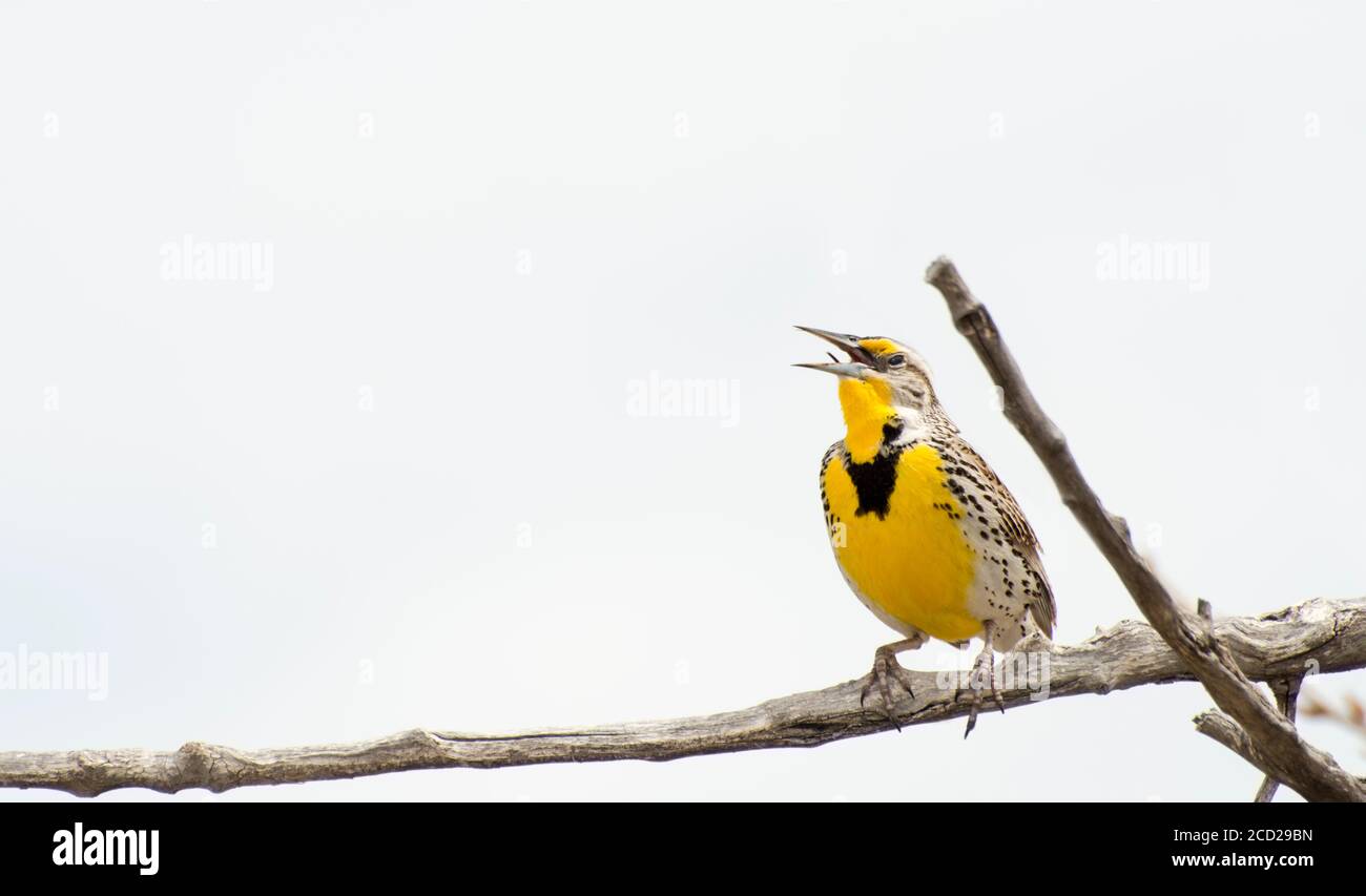 South Dakota. Badlands National Park. Westmeadowlark, Sturnella vernachlässecta beim Singen auf einem Ast. Stockfoto