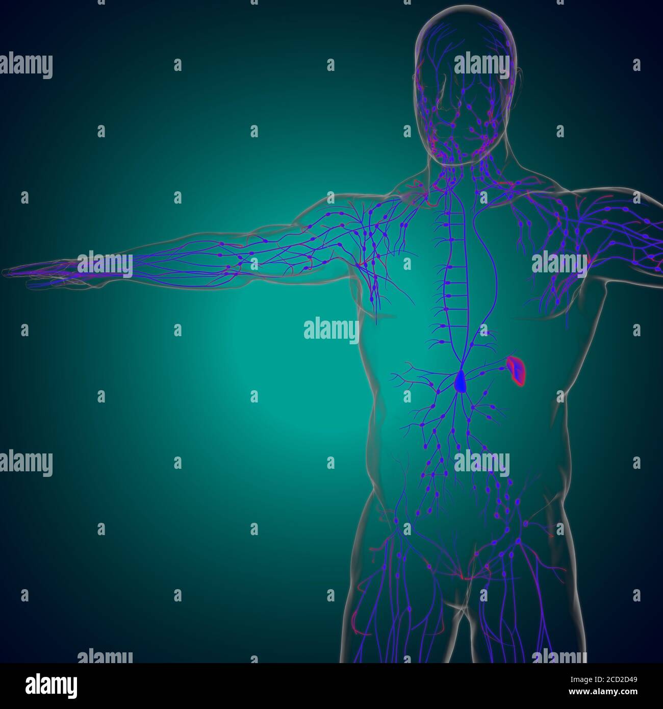 Menschliche Lymphknoten Anatomie für medizinisches Konzept 3D Illustration Stockfotografie Alamy