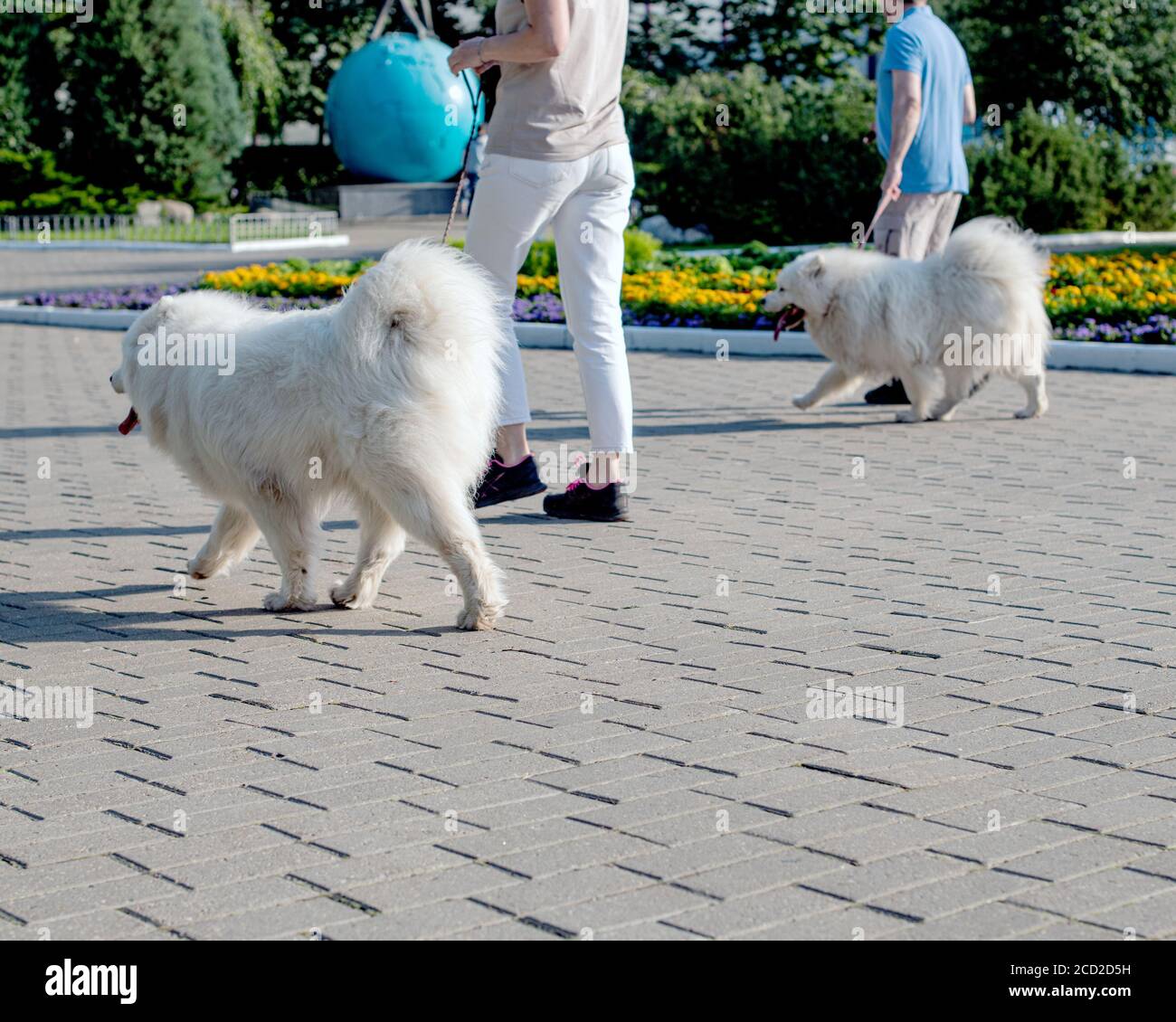 Familie von zwei Samoyed Hunde zu Fuß auf der Straße. Stockfoto