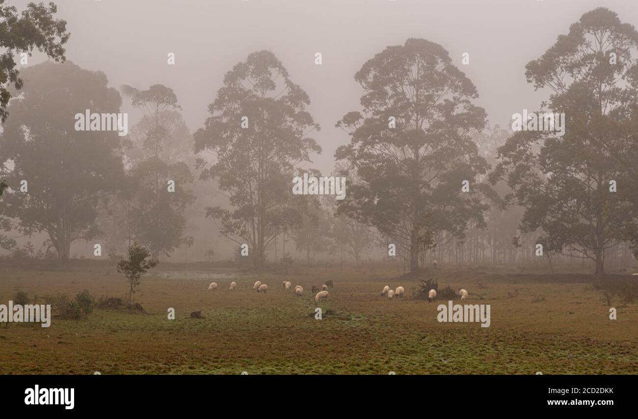 Schafe weiden. Lichtdurchlässiger Morgen. Starker Nebel. Bauernhöfe Bereich im Süden Brasiliens. Schafzucht. Nasses und nasses Gelände. Stockfoto